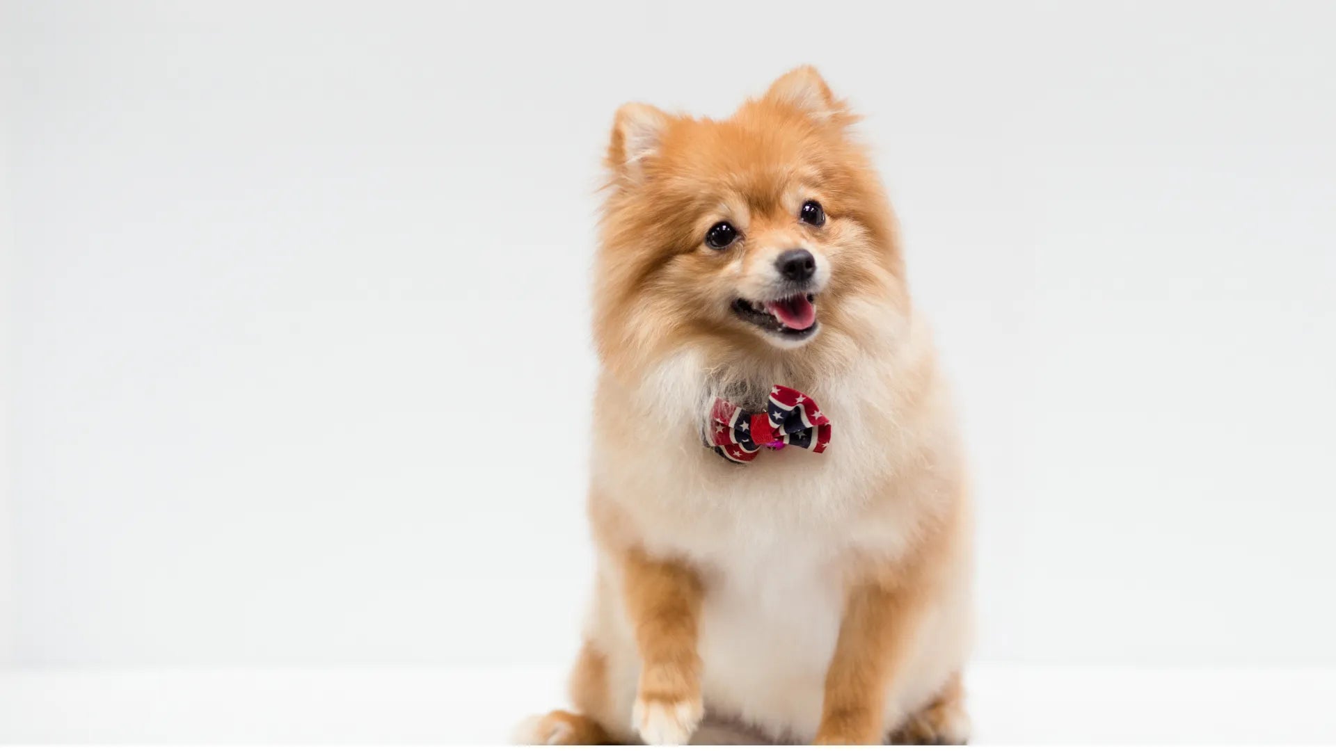 Curated calm for anxious pets